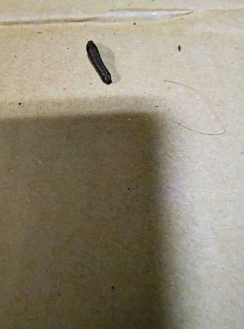 IMG_20261010_043341248_AE